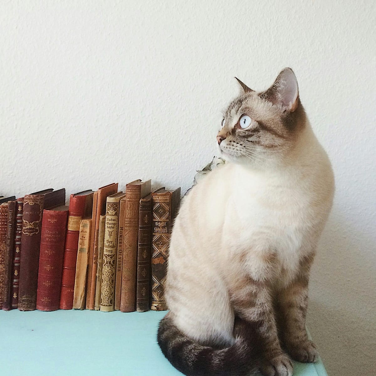 Ganjar Pranowo avatar